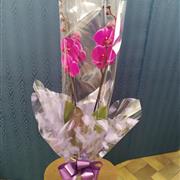 Purple Phaleonopsis Orchid